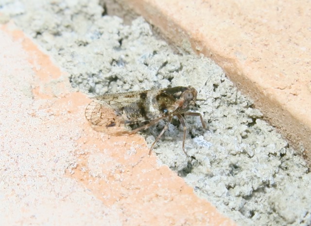 Cixiidae - Cixius nervosus?